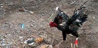 Indonesia – Bali – Cockfighting – 6