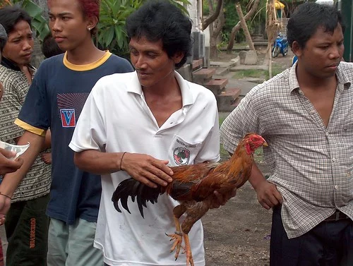 Indonesia - Bali - Cockfighting - 2 - ARTventure Magazine