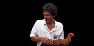 Indonesia – Bali – Man With Fighting Cock – 2d