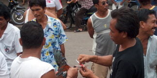 Indonesia – Bali – Cockfighting – 7