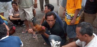 Indonesia – Bali – Cockfighting – 3