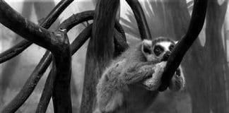 Ringed Tailed Lemur – Lemur Catta – Maky – Maki – Hira (Strepsirrhine Primate)