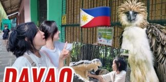 the world's best Philippine eagle!!