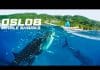 Whale Sharks Tourist Attraction at Oslob Philippines