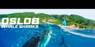 Whale Sharks Tourist Attraction at Oslob Philippines