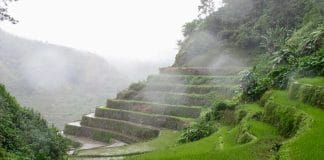 Rice terraces