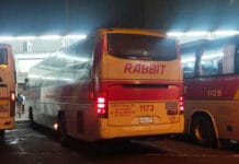 Philippine Rabbit 1173