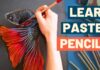 How to use Pastel Pencils – Complete Beginners Guide